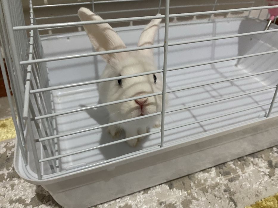 Кролик домашныйыы