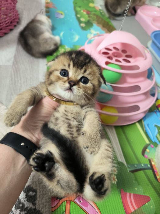 Котята премиум класса