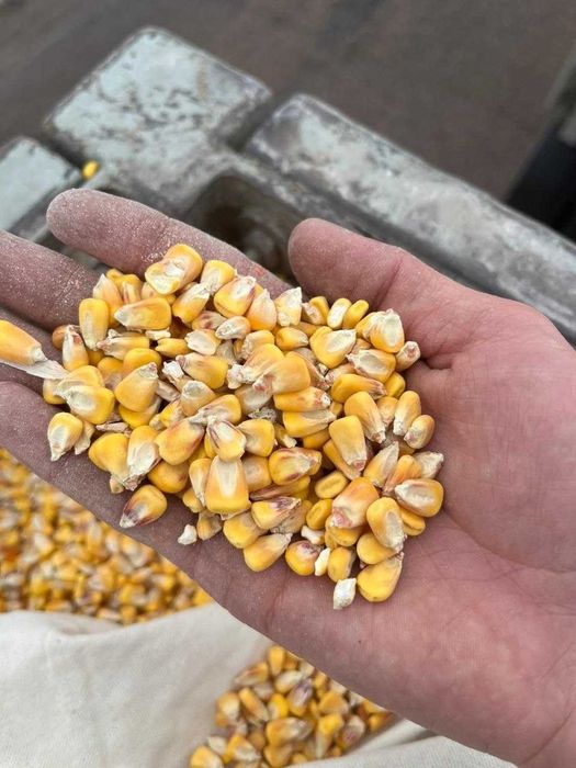 Продам пшеница кукурузу ячмень
