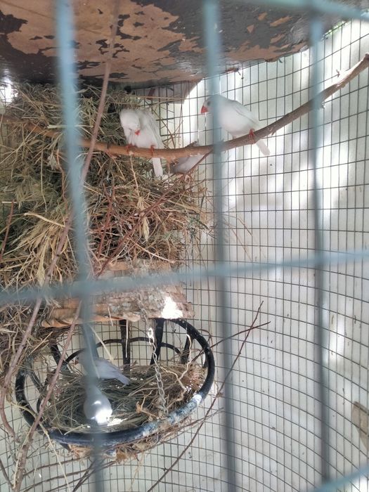 Срочно продам амадинов 6шт.