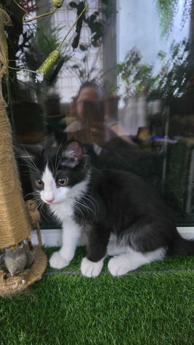 Кот, 4 месяца, зовут Доллар