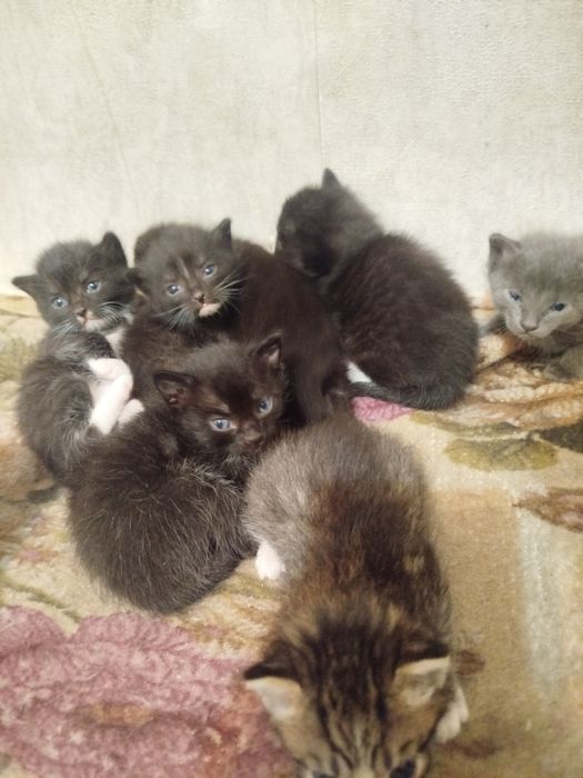 котята в добрые руки