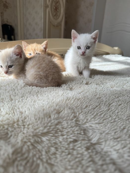 отдам котят в хорошые руки