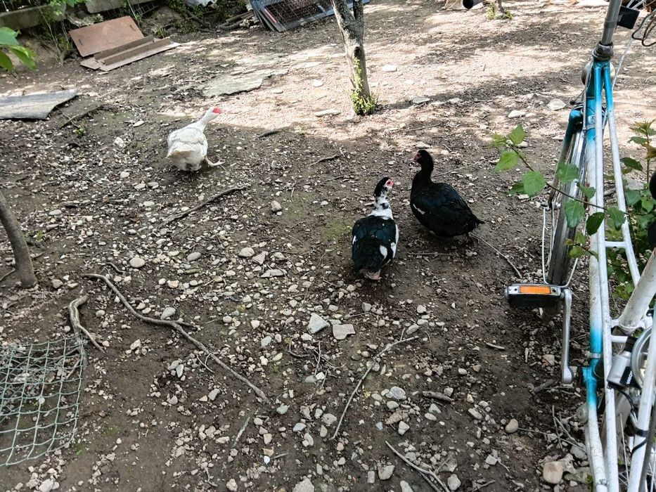 Rate lesesti boboci gasca si rata leseasca