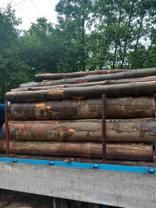 Buștean fag foc fag  fără putregai