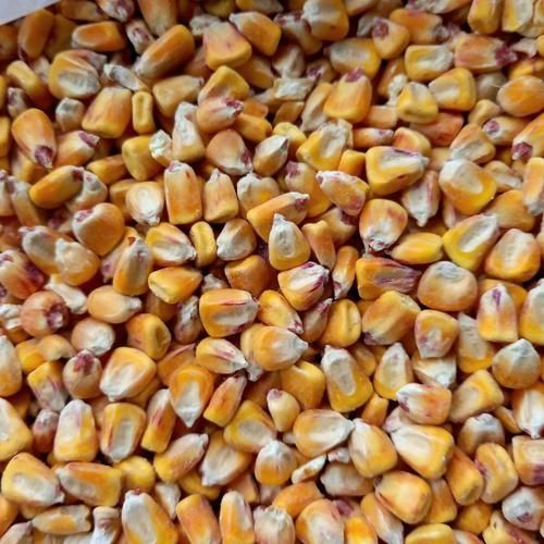Кукуруза Оптом и в розницу