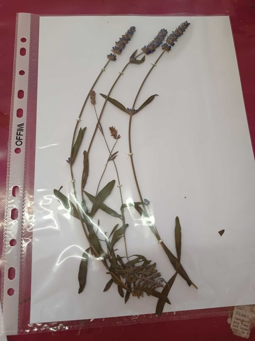 Хербарии (за  ученици и студенти)