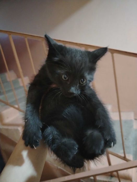Котята бесплатно в добрые руки