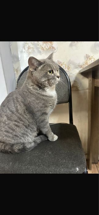 Отдам кошечку в добрые руки