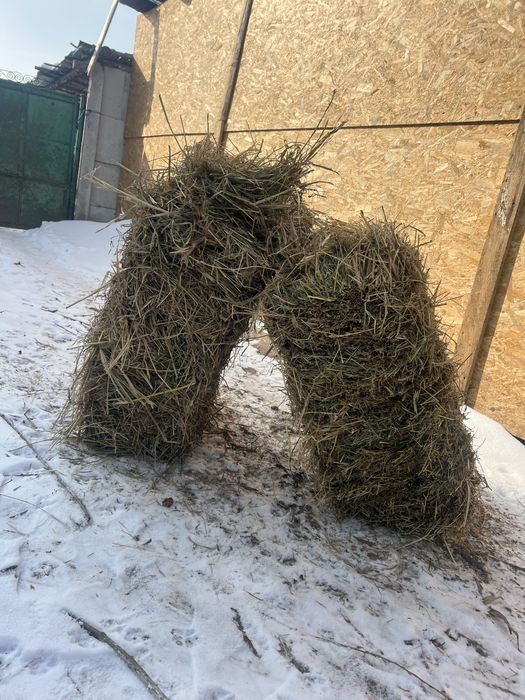 Baloti de Lucerna cu Fan