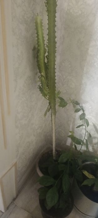 Продам цветы домашние