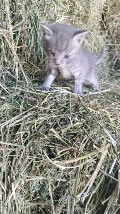 Котята крыселовы