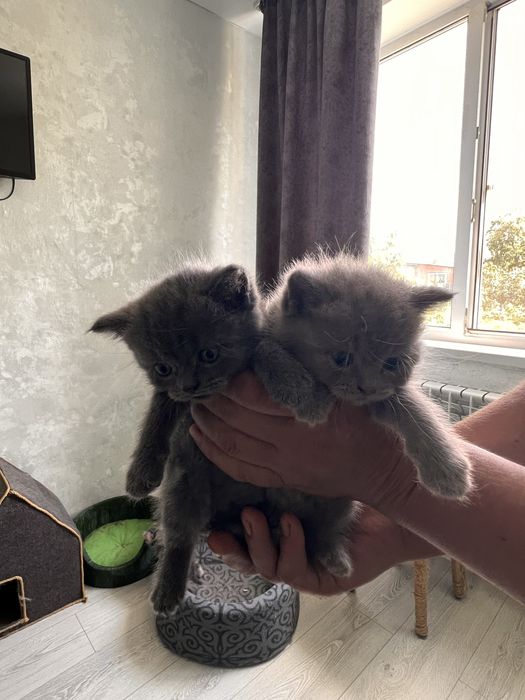 Котята британцы.