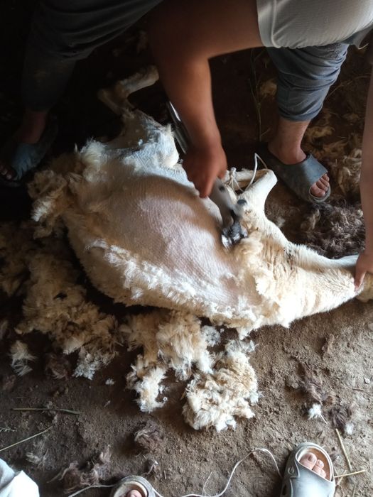 Qóy yungi olib berish xizmati