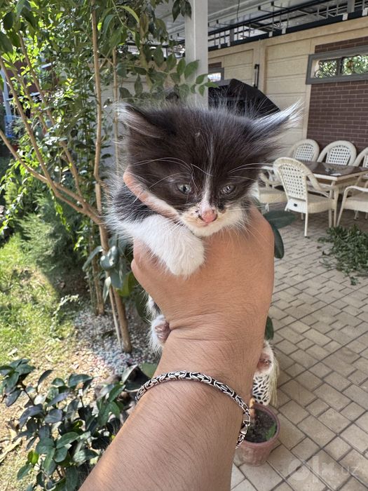 Кошка и котят 7шт детя