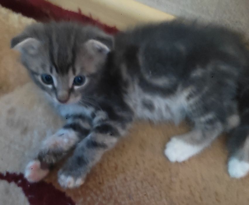 Котёнок мальчик .