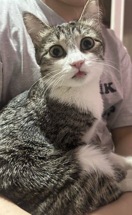 Отдам в хорошие руки