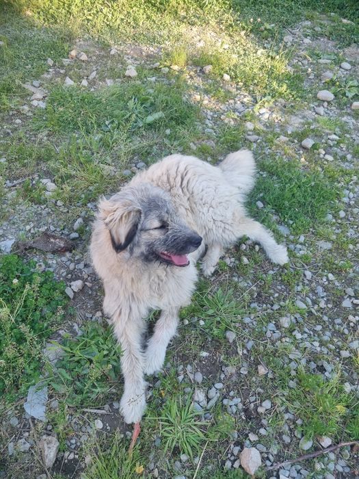 Donez câine de 11  luni rasa ciobănesc