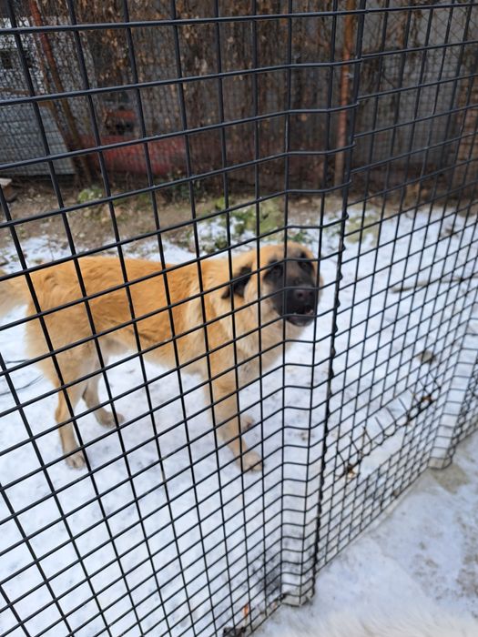 Donez câine talie mare pt pază,  rasă autohtona  se asigură  transport