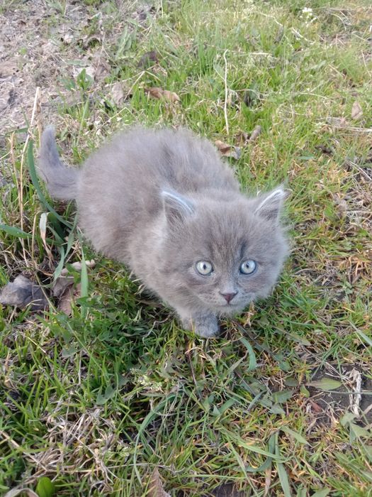 Отдам котенка...