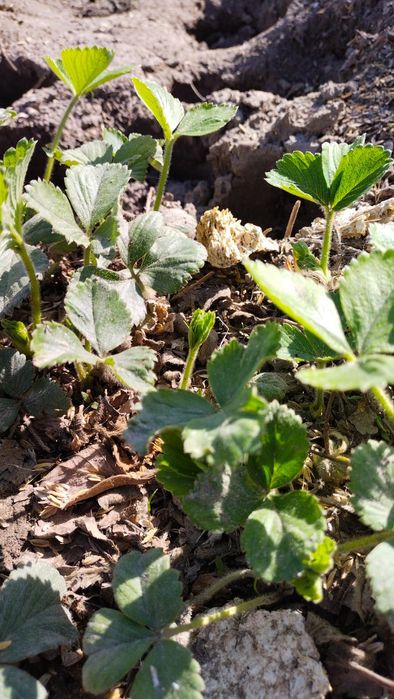 Рассада клубники.