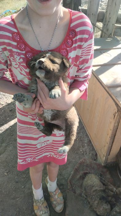 Продаются красивые щенки