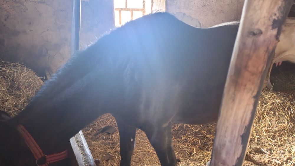 Vând iapa gestantă