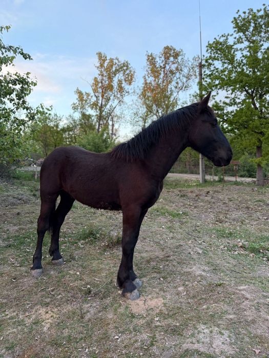 Mânz Barok Friz Pinto