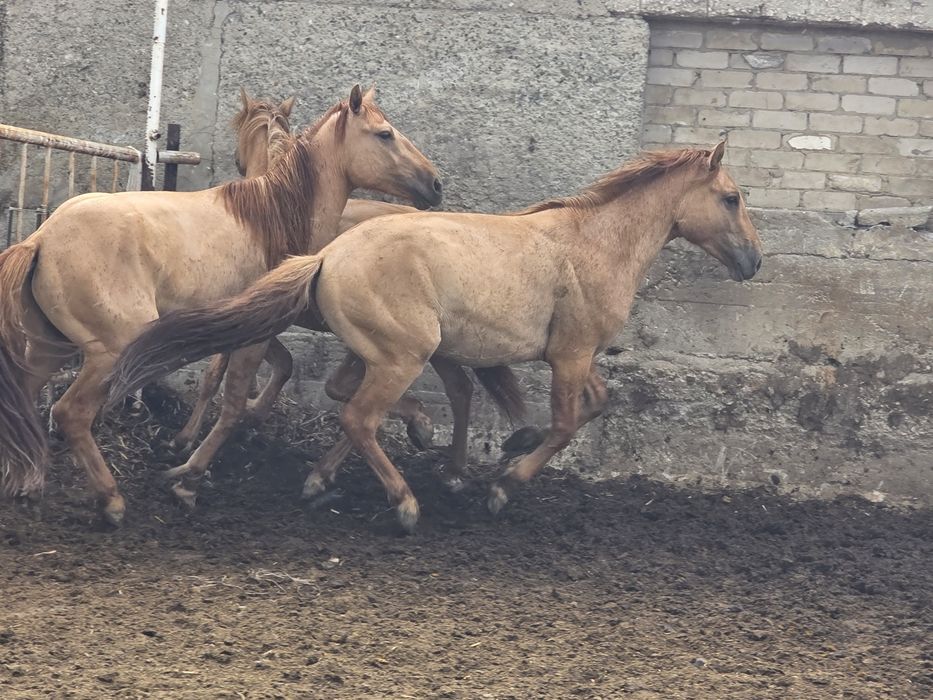 Мұғалжар тұқымы Құнандар сатамын