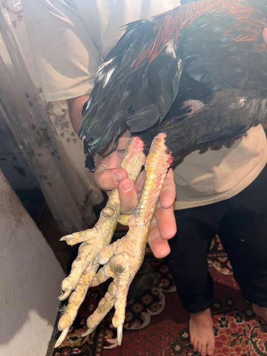 Дакан кораз 60 000тг