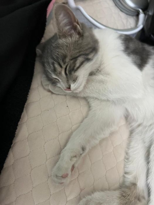 Отдам в добрые руки