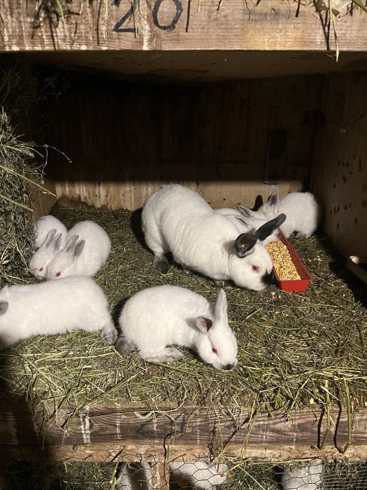 Vand iepuri de rasa californian