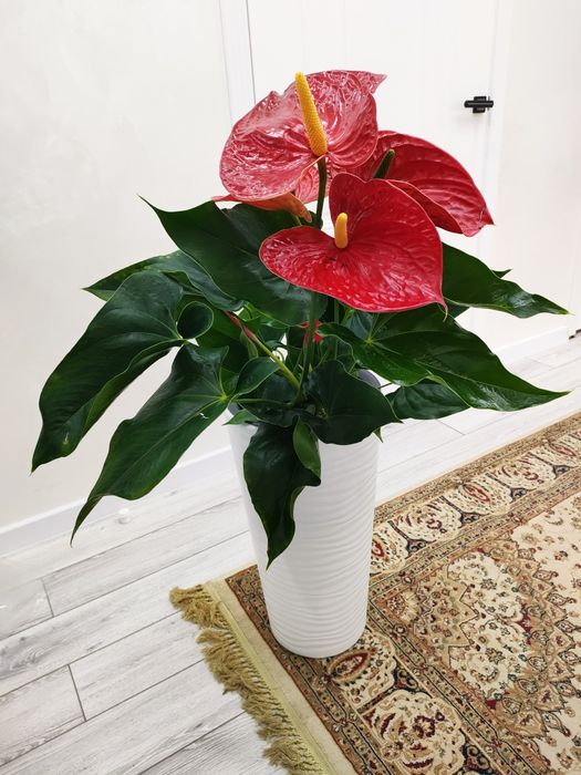 Домашние растения, доставка