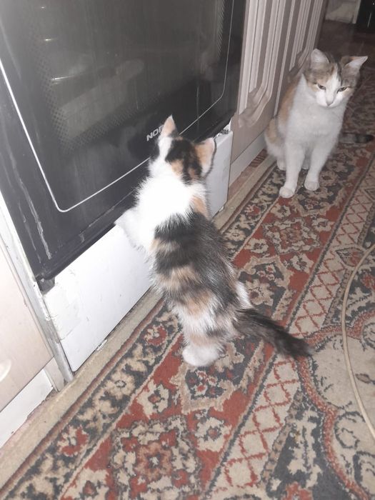 Отдам даром трехцветную кошечку