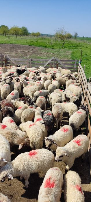 Miei de vanzare 200 bucati