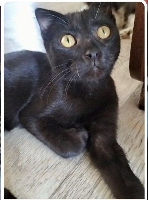 Отдам котят в хорошие руки