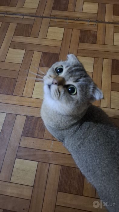Scottish fold zalataya chinchilla