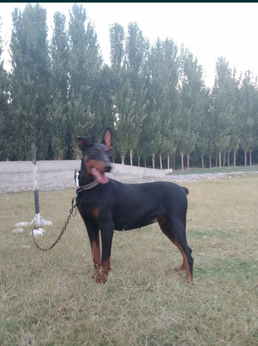 Doberman Qizbola