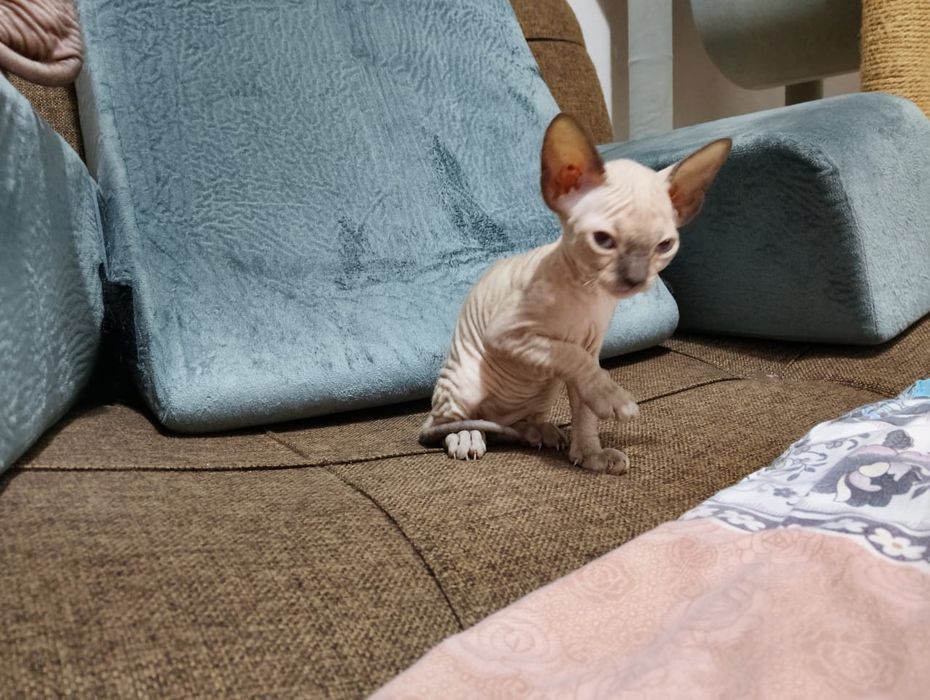 Продам котят сфинкса