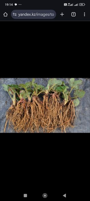 Клубника рассада