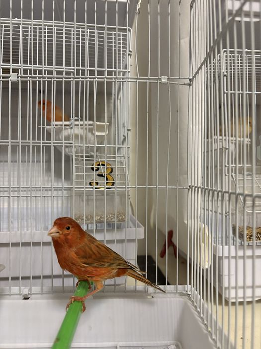 Канарейки разьное