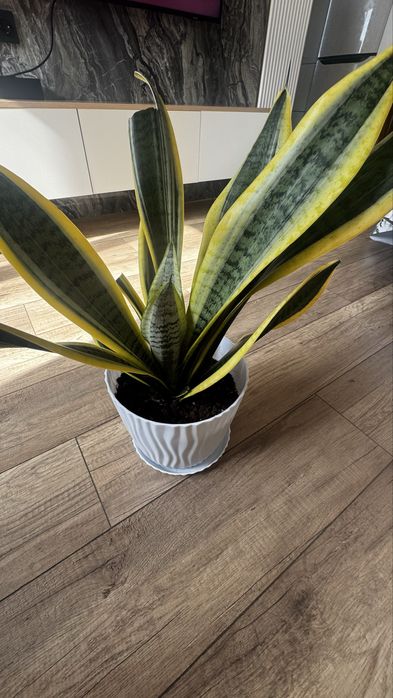 Продам сансевиерию, щучий хвост
