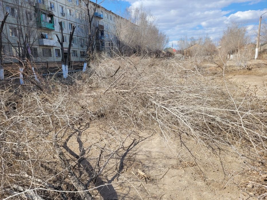 Дрова (ветки) — бесплатно, самовывоз.