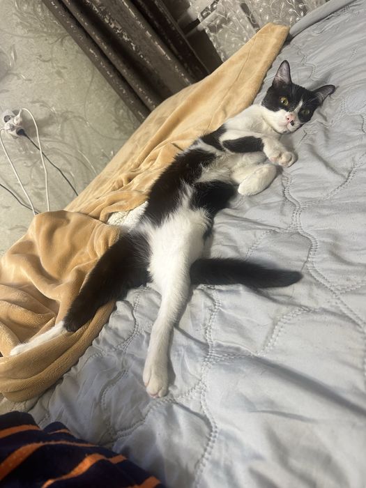 Кот, отдам в добрые руки