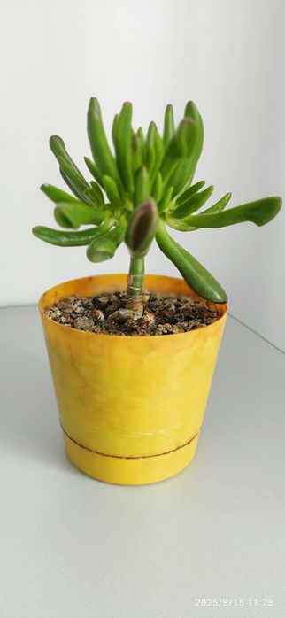 Продам суккуленты(укоренённые отростки)