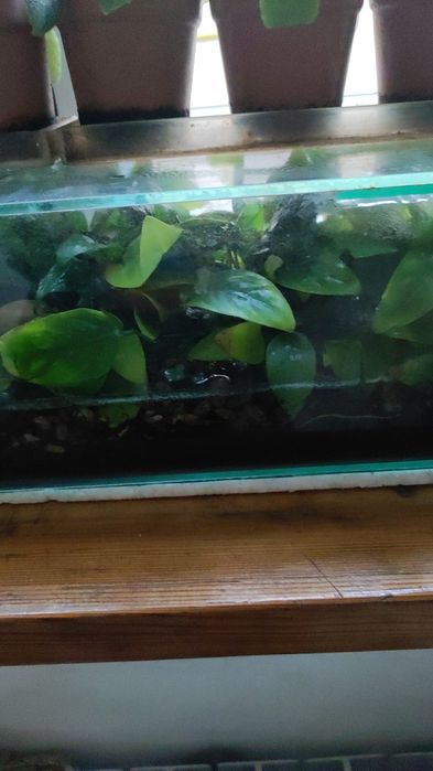 Анубиас для аквариума