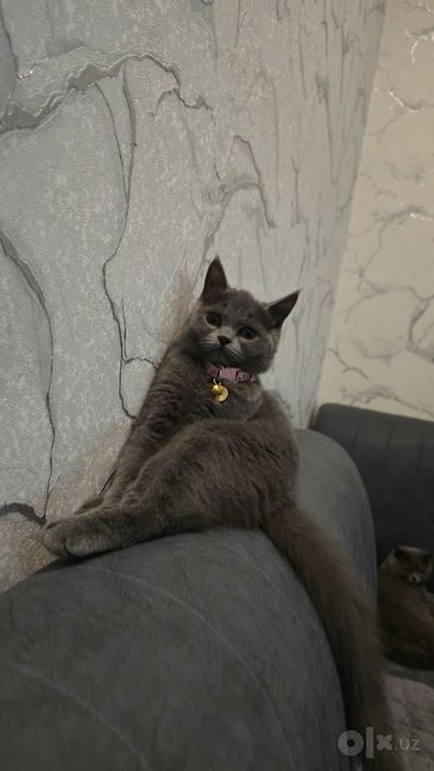 Котёнок скоттиш страйт