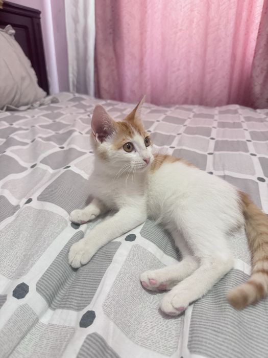 Милый котёнок в добрые руки бесплатно