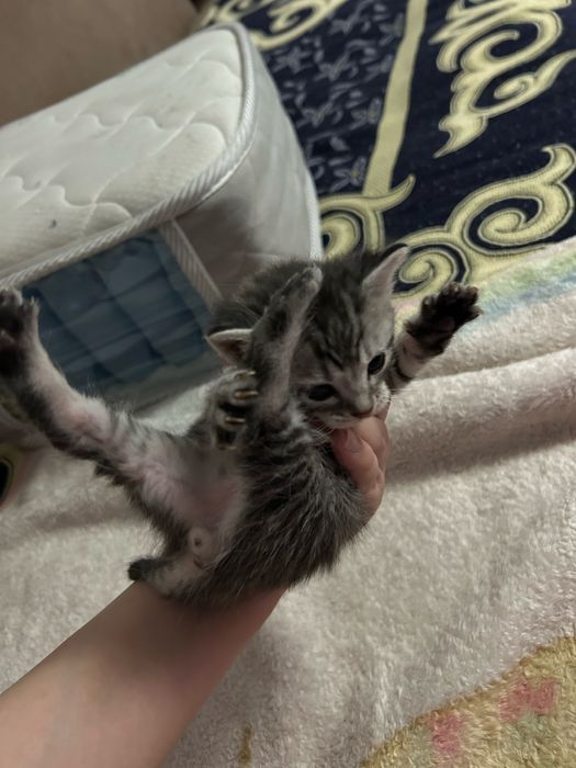 Кошка шотланские вислоухия