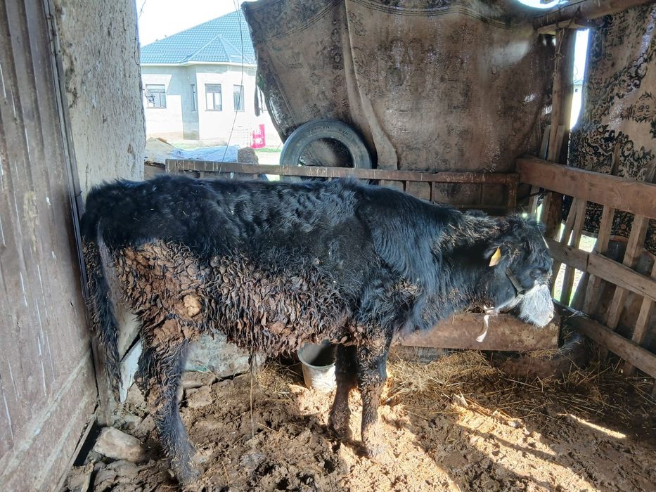 Животные корова и бык